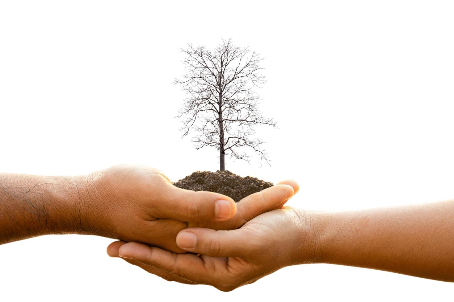 mano de dos personas sosteniendo un árbol muerto en el suelo aislado en el fondo blanco. plantar el árbol, salvar el mundo o el concepto de crecimiento y medio ambiente foto