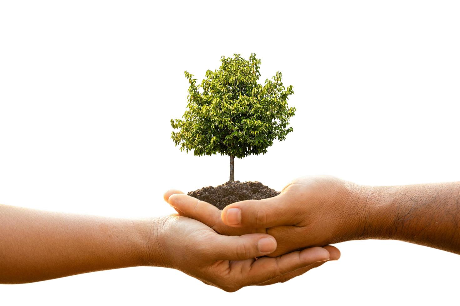 Hand of two people holding tree in soil isolated on white background. Planting the tree, Save world, or growing and environment concept photo