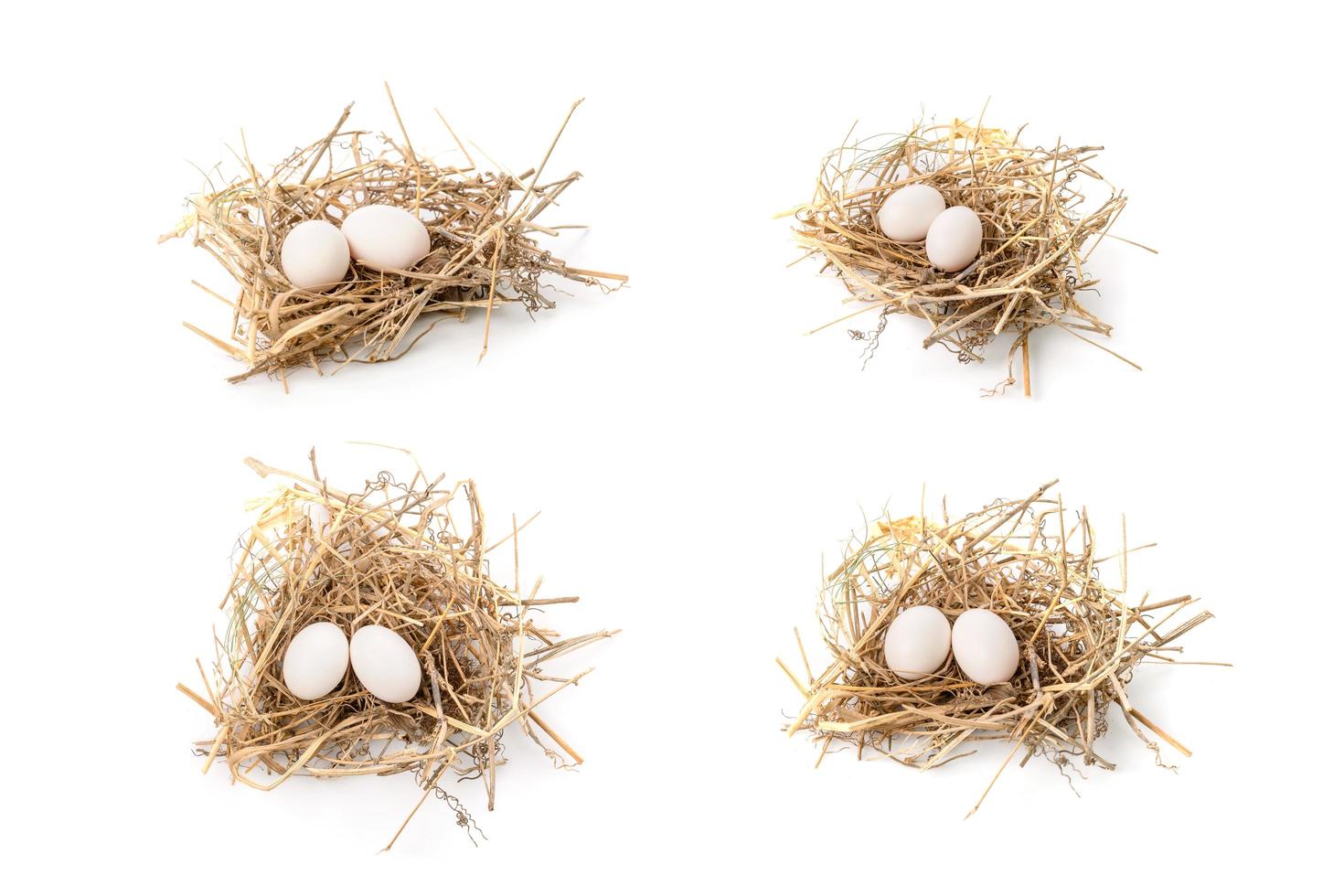 Two eggs of zebra dove birds in brown dry grass nest isolated on white photo