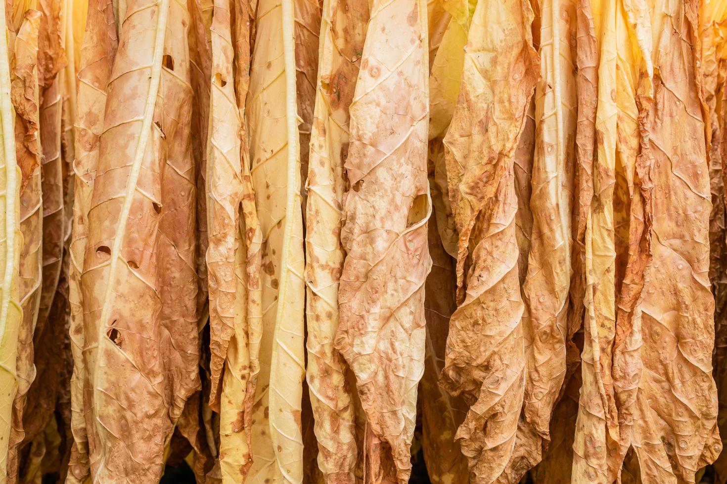 hoja de tabaco seca colgando del bambú en el cobertizo al aire libre foto