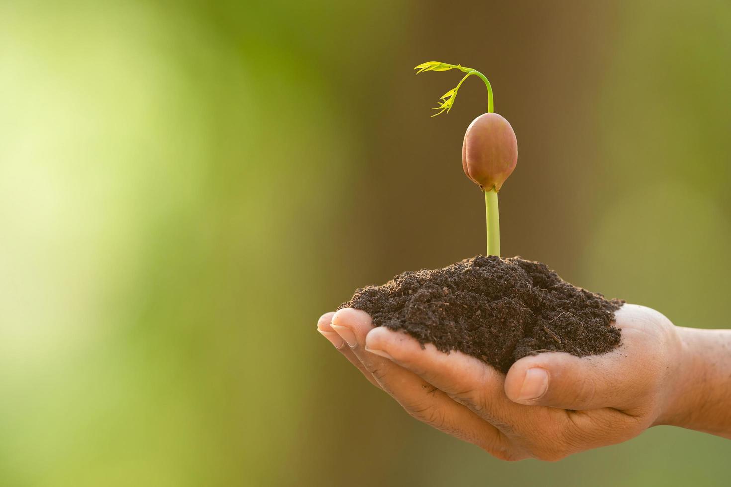 Hand of farmer holding young sprout of Afzelia, Doussie or Makha mong tree on green garden blur background. Growth and environment concept photo