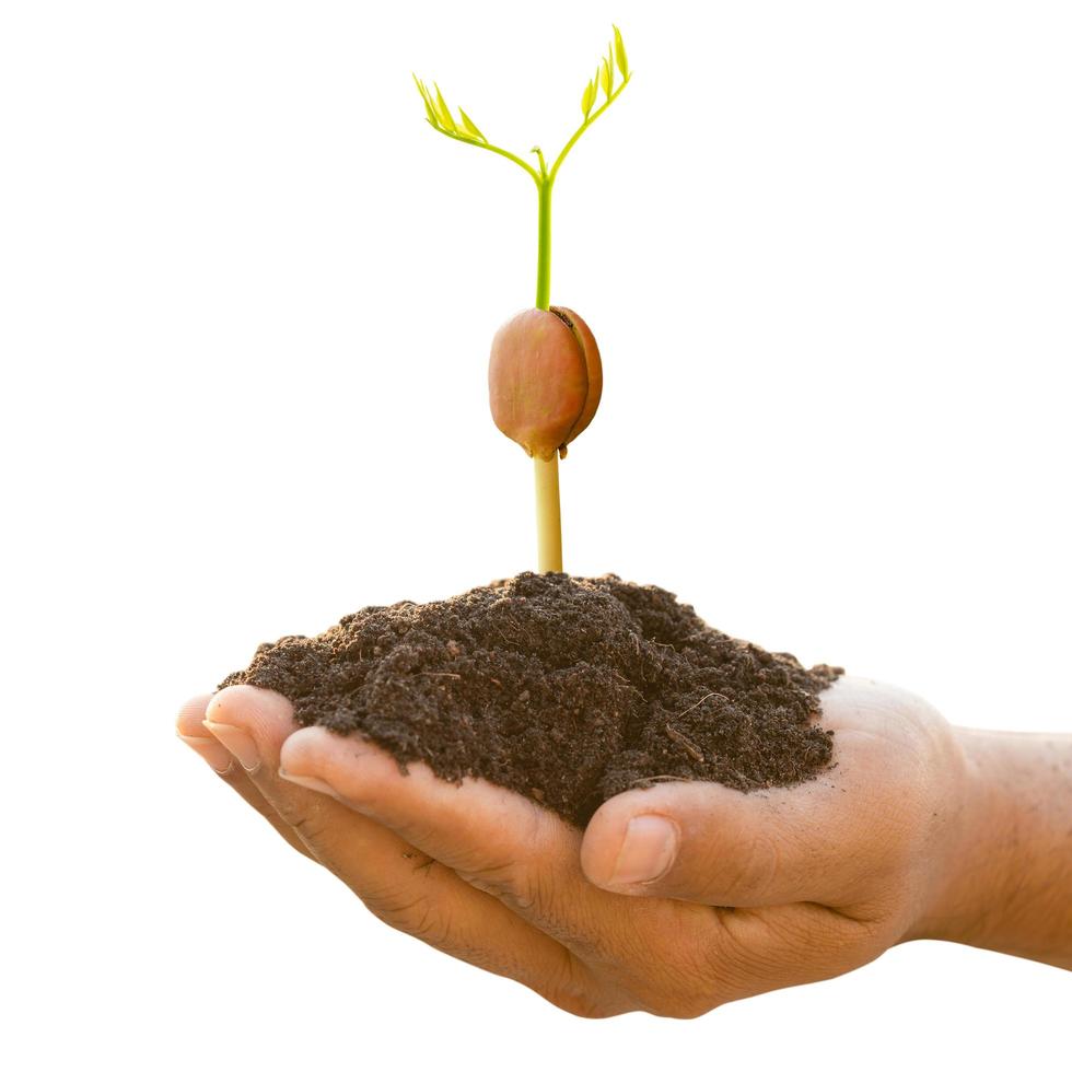 Hand of farmer holding young sprout of Afzelia, Doussie or Makha mong tree isolated on white background. Growth and environment concept photo