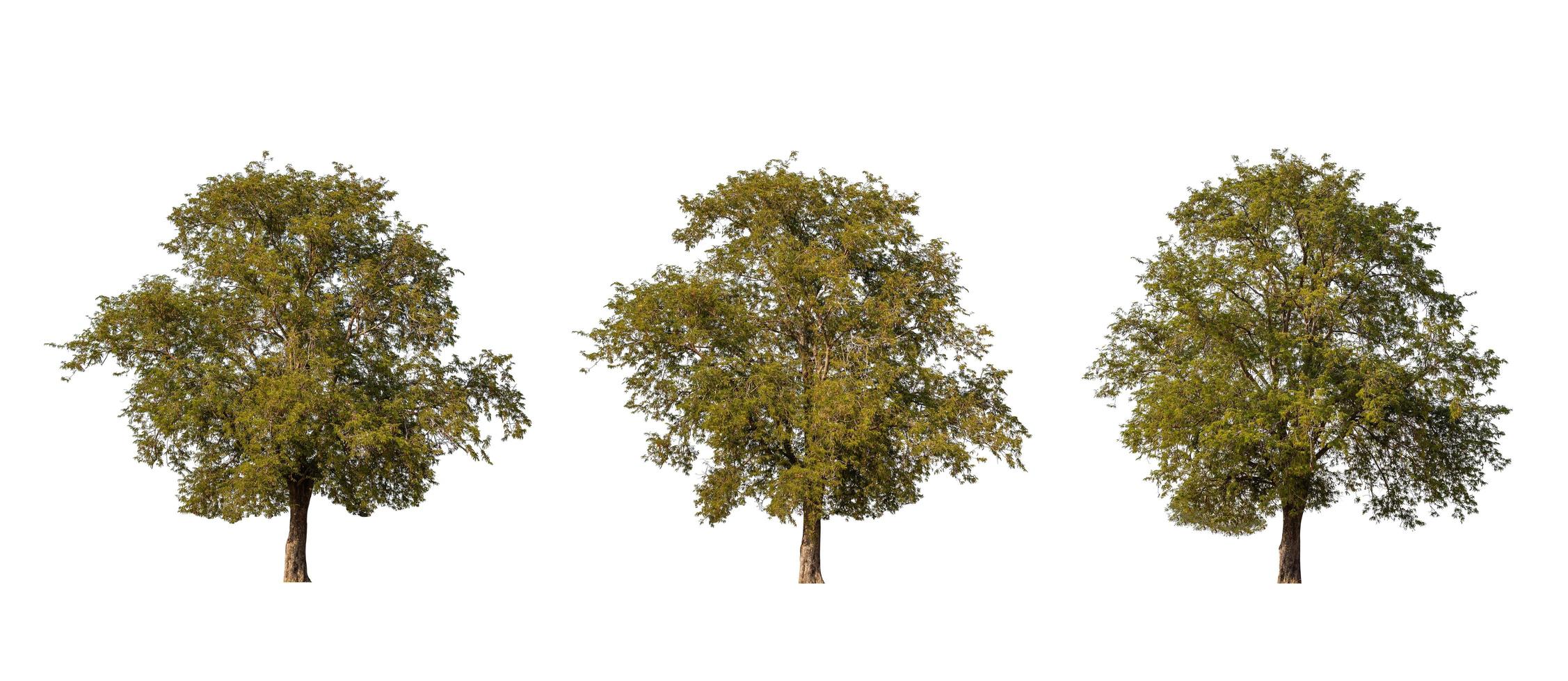 Large tropical tree isolated on white. Saved with clipping path photo