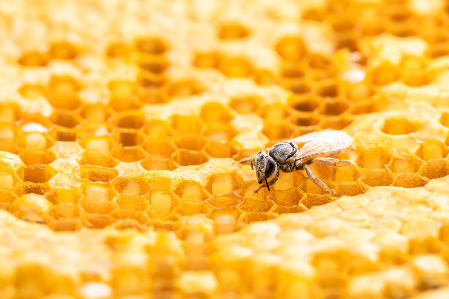 grupo de abejas en sesión de estudio de panal. concepto de comida o naturaleza foto