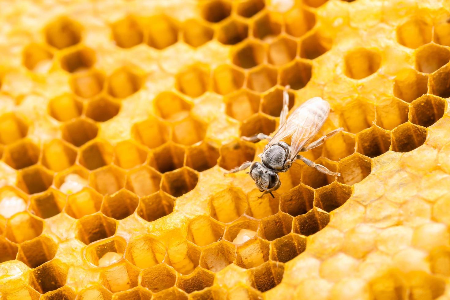 grupo de abejas en sesión de estudio de panal. concepto de comida o naturaleza foto