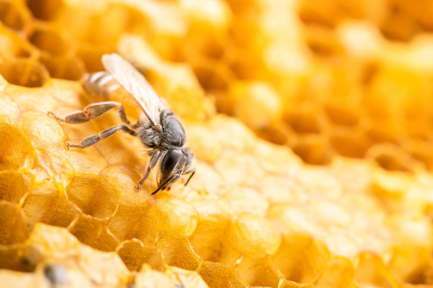 Group of bees on honeycomb studio shoot. Food or nature concept photo