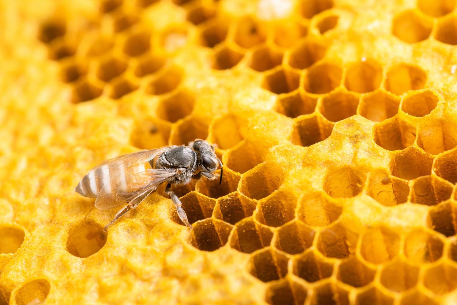 Group of bees on honeycomb studio shoot. Food or nature concept photo