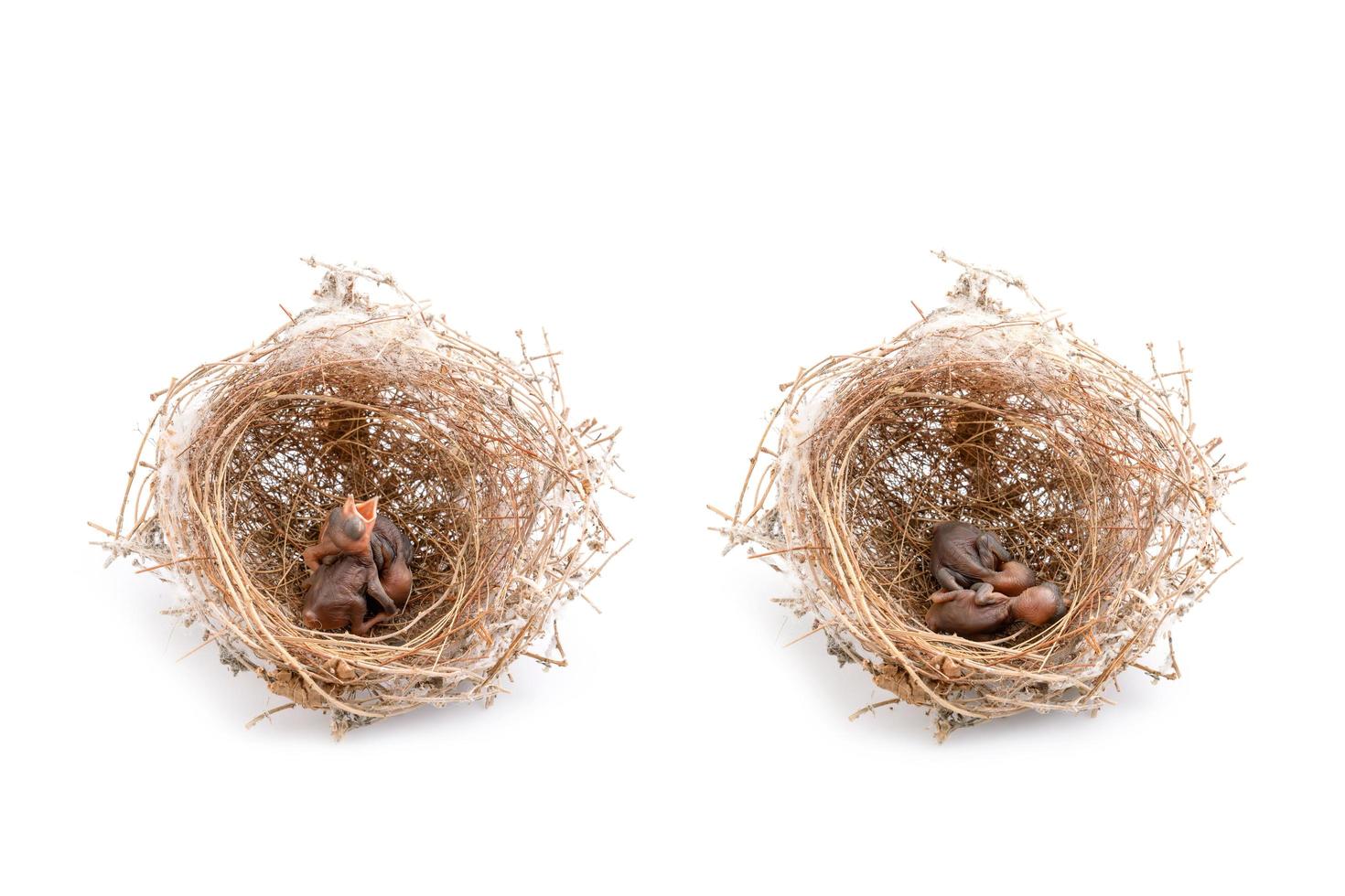 Two of baby birds in brown dry grass nest. Studio shoot isolated on white photo