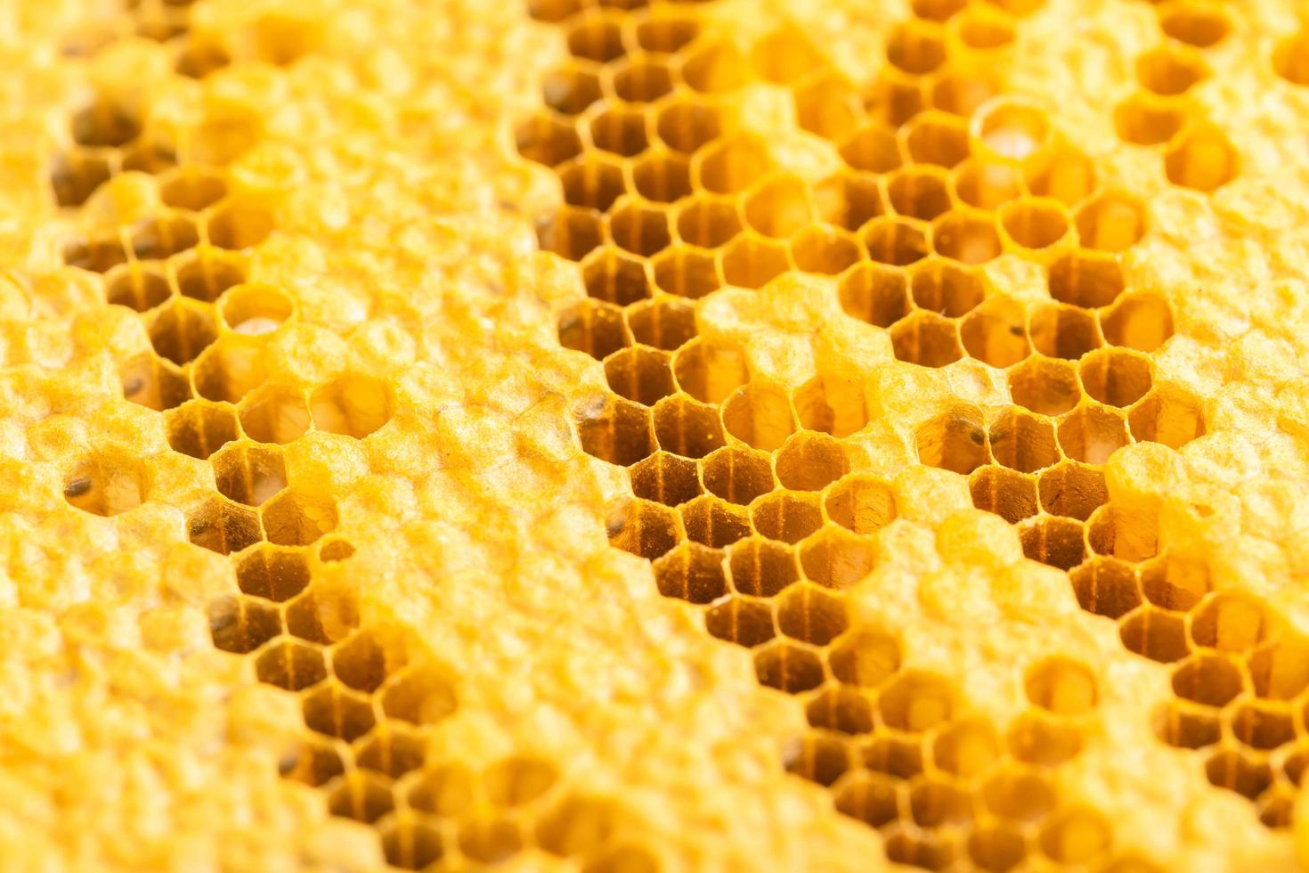 Group of bees on honeycomb studio shoot. Food or nature concept photo