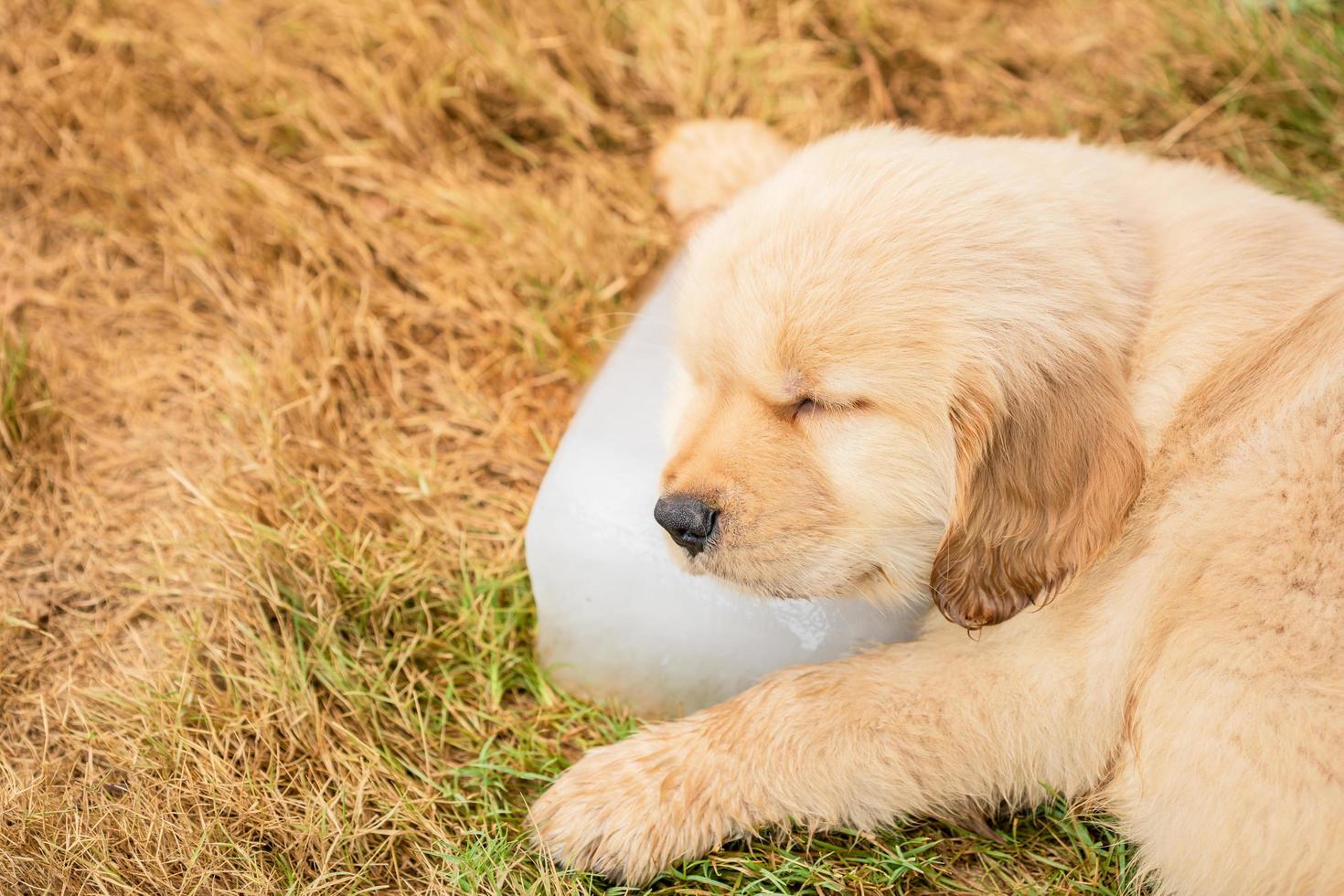 lindo cachorro golden retriever durmiendo en el cubo de hielo en el jardín. animal en concepto de temporada de verano foto