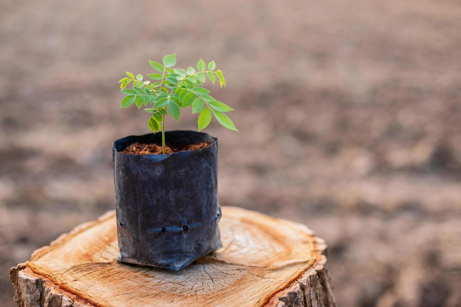 Sprout of tree rosewood, Siamese rosewood, or tracwood in black seeding bag put on top of tree stump. Replacement and environment concept photo
