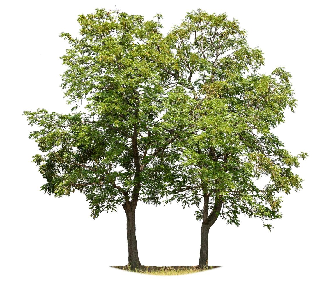 Twin tropical green tree isolated on white. Saved with clipping path photo