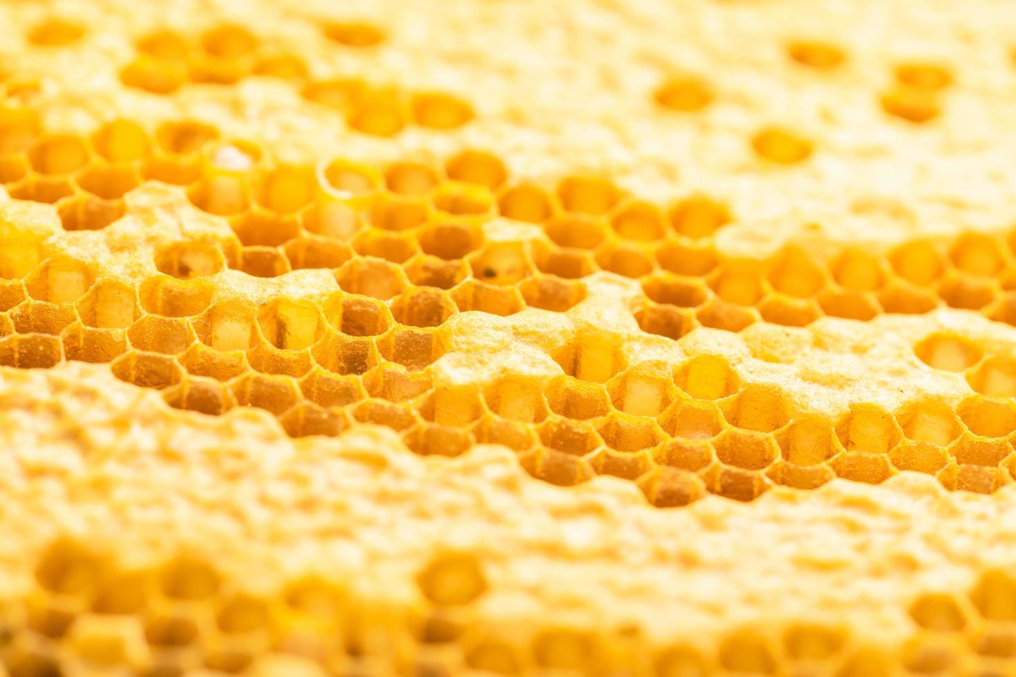 grupo de abejas en sesión de estudio de panal. concepto de comida o naturaleza foto