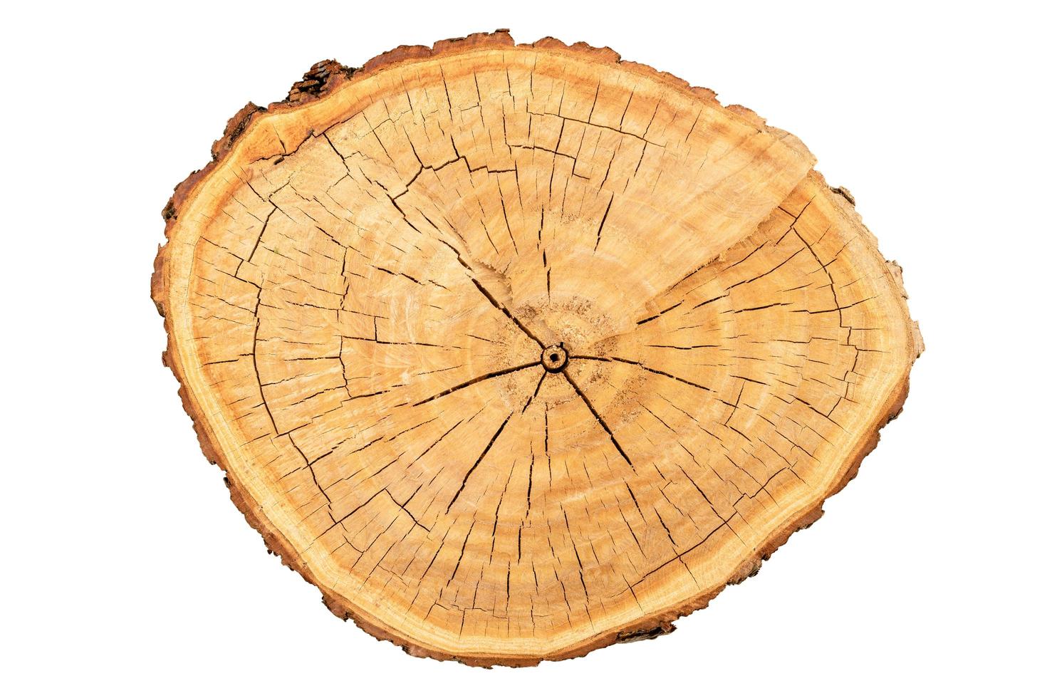 Top view of tree stump texture isolated on white 6306311 Stock Photo at  Vecteezy