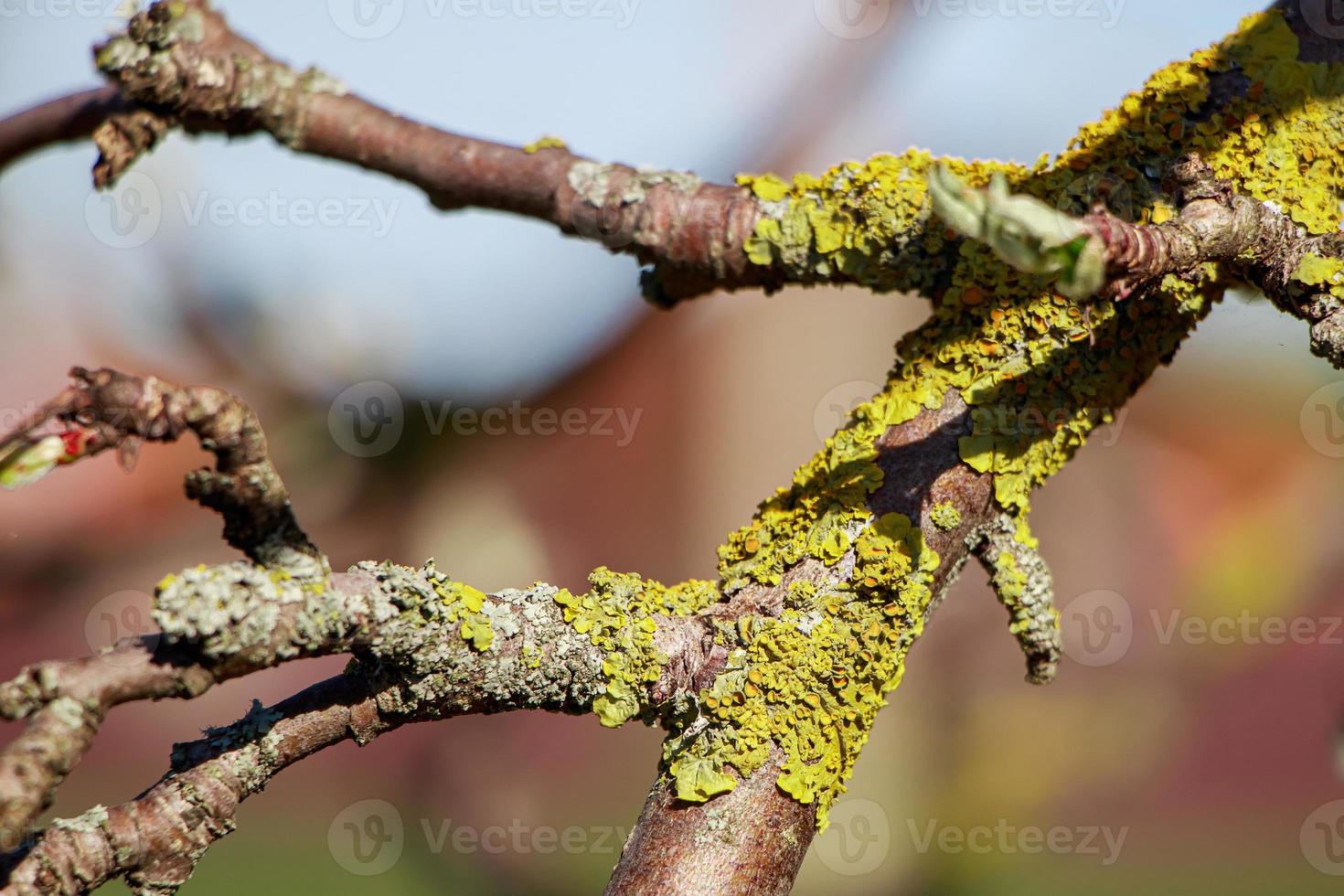 Green lichen close-up on a tree branch. photo