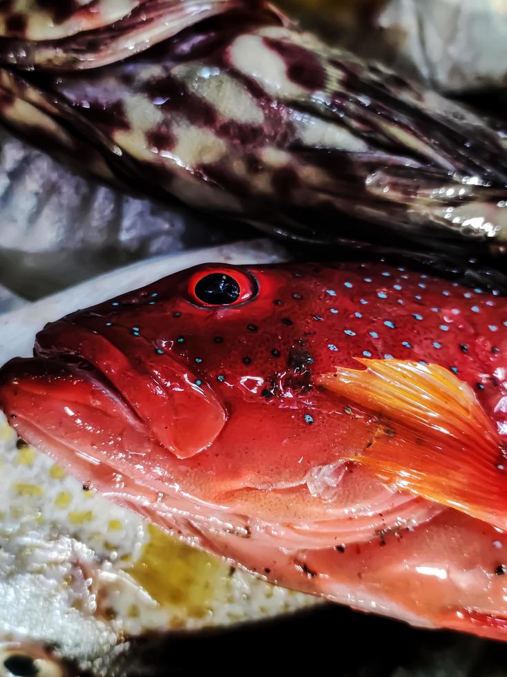 Photography macro of, fish grouper red photo