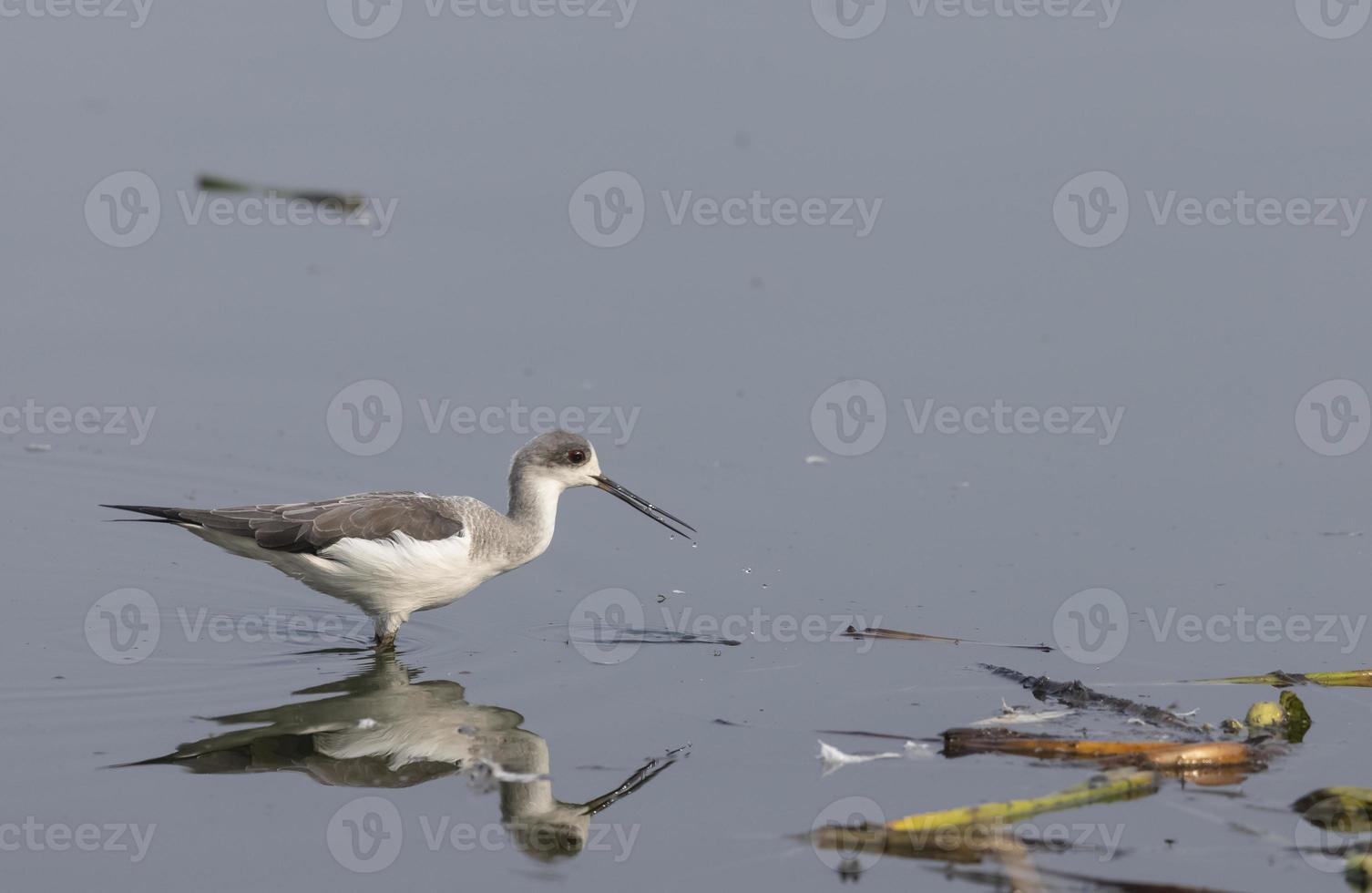 Black-winged stilt standing on water body. photo