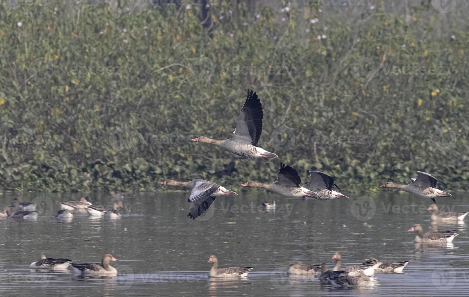 Greylag goose duck  in flight over water body. photo