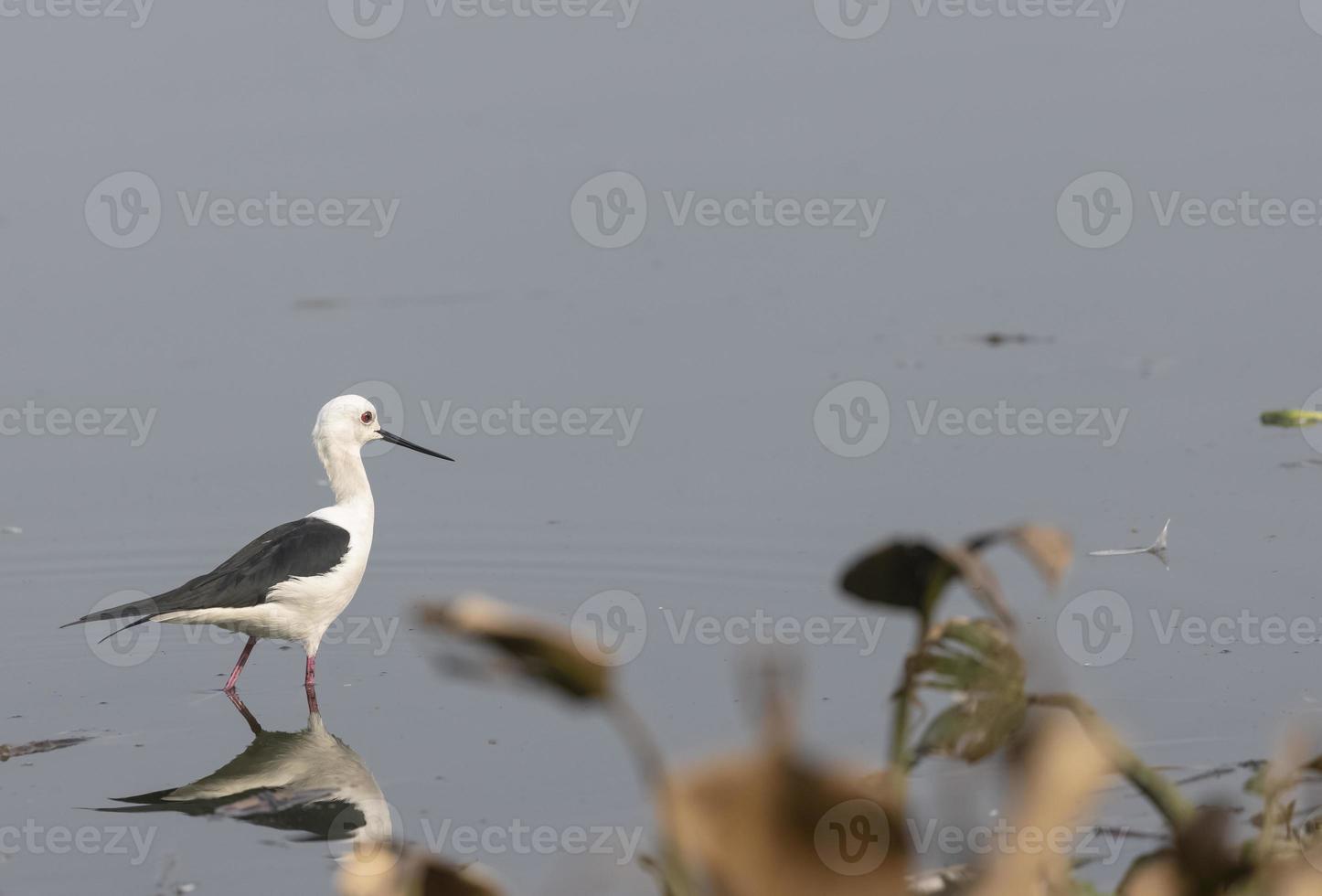 Black-winged stilt standing on water body. photo