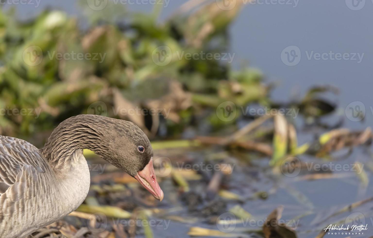 Greylag goose duck or Anser anser perching on grass near water body. photo