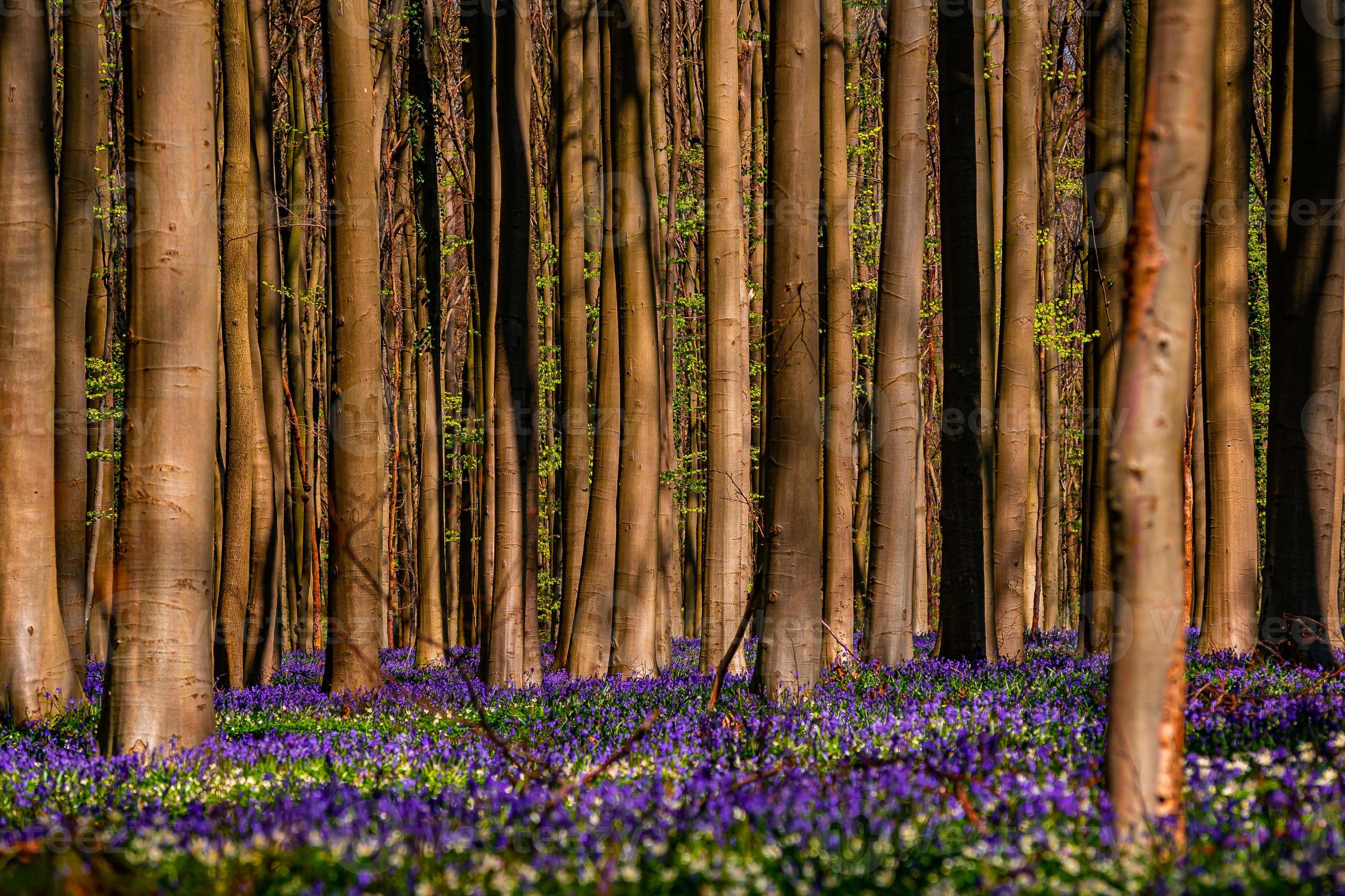 Hallerbos