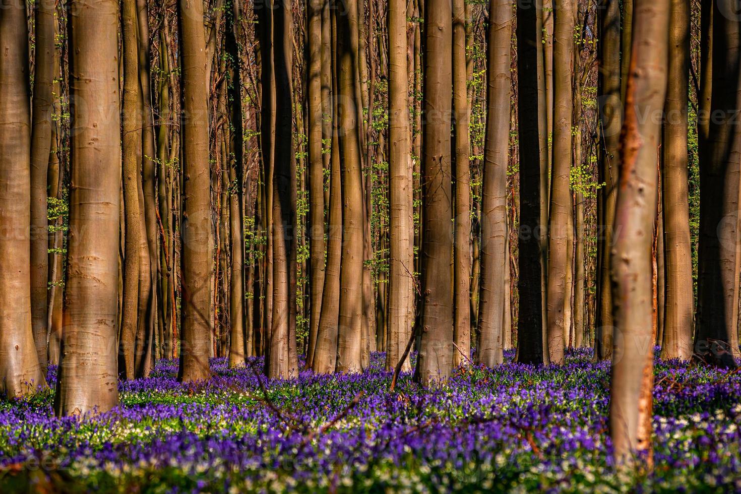 Hallerbos - Halle