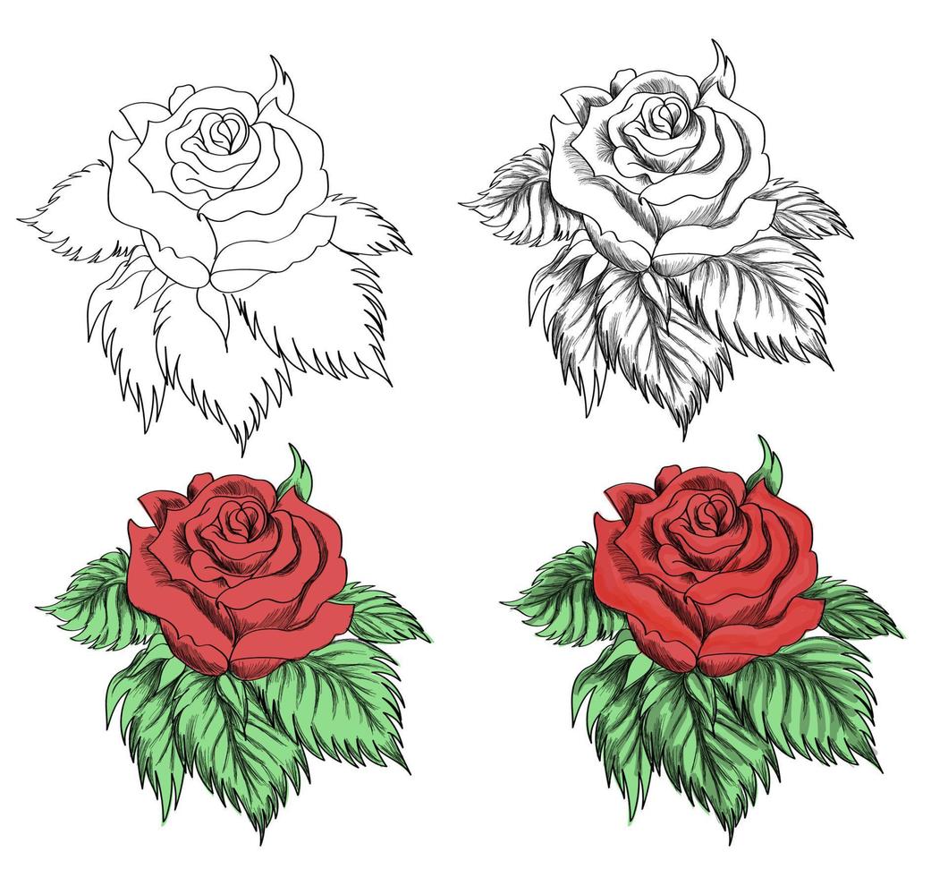 vector red rose with outline.