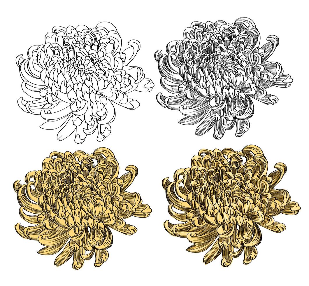 beautiful flower with sketch outline. vector