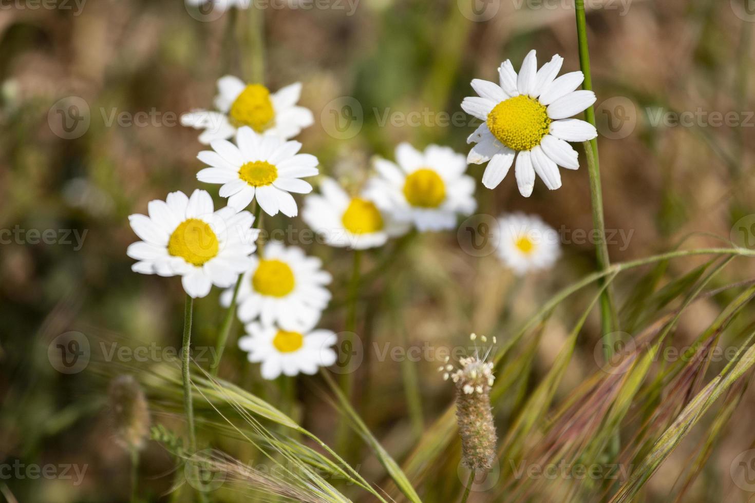 white flowers in garden, closeup flower in nature photo