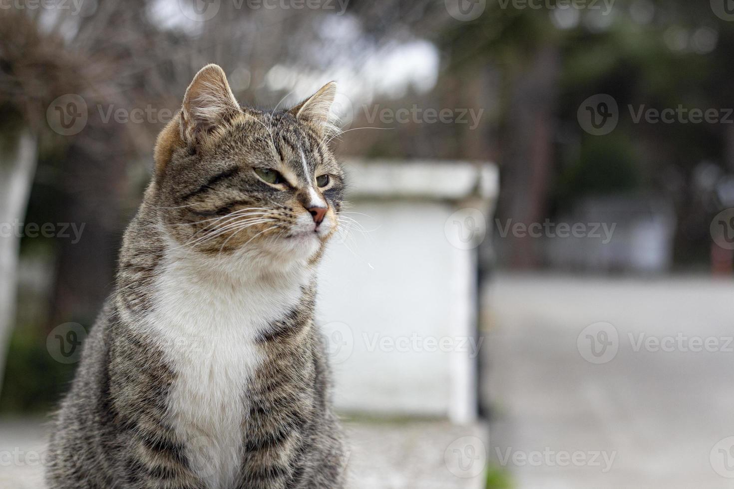 Portrait of the wild cat in, the cat lives on the street. Portrait of a fluffy striped cat. Striped, not a purebred kitten. photo