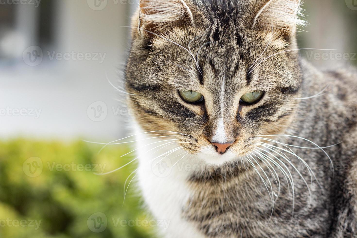 retrato del gato salvaje en, el gato vive en la calle. retrato de un gato rayado esponjoso. rayado, no un gatito de pura raza. foto