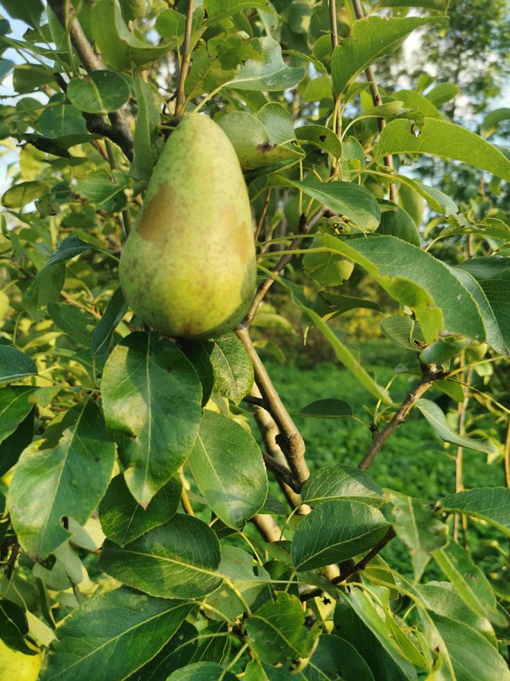 frutas del jardín peras y manzanas foto