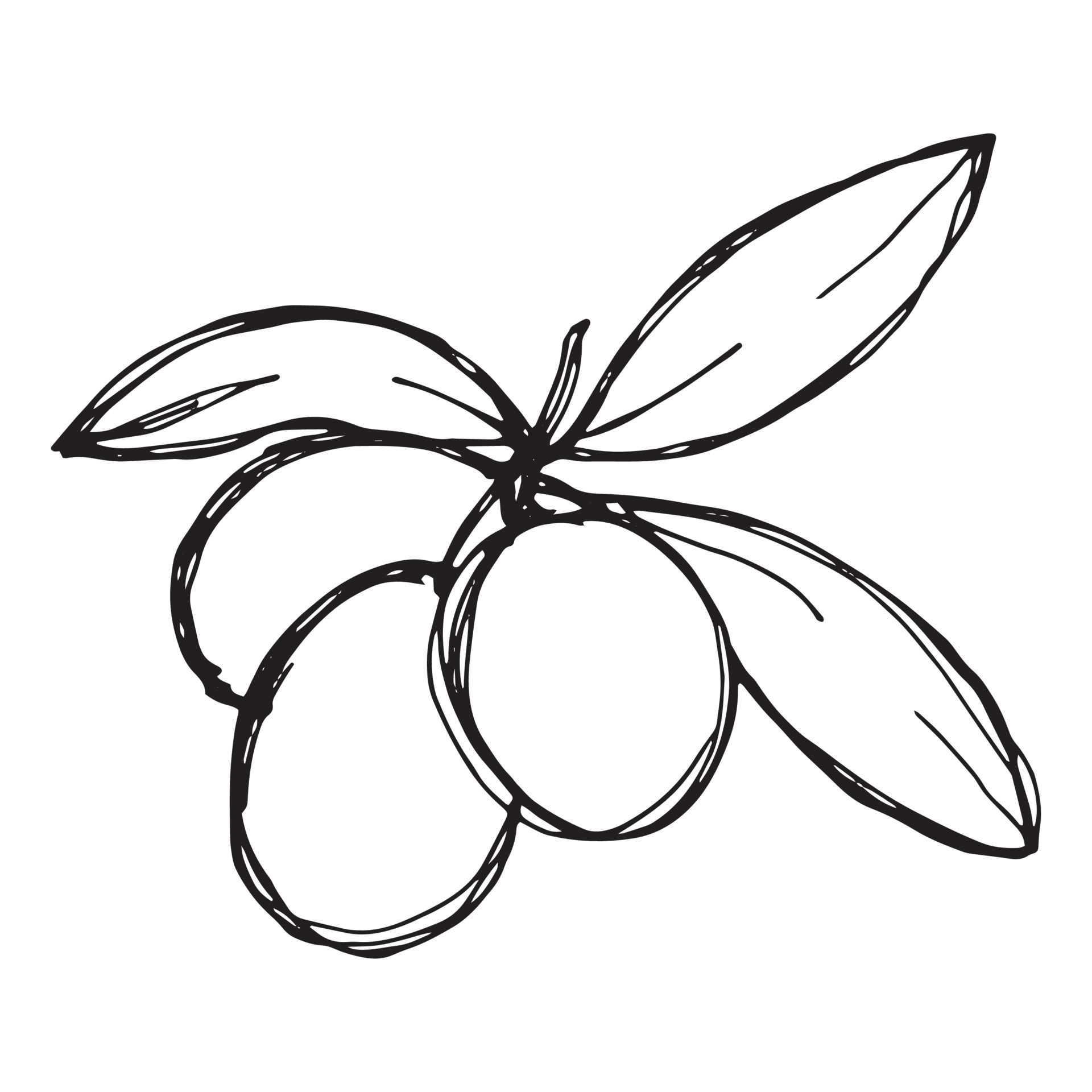 Vector sketch of olive branch. Hand drawn outline clipart. Eco food
