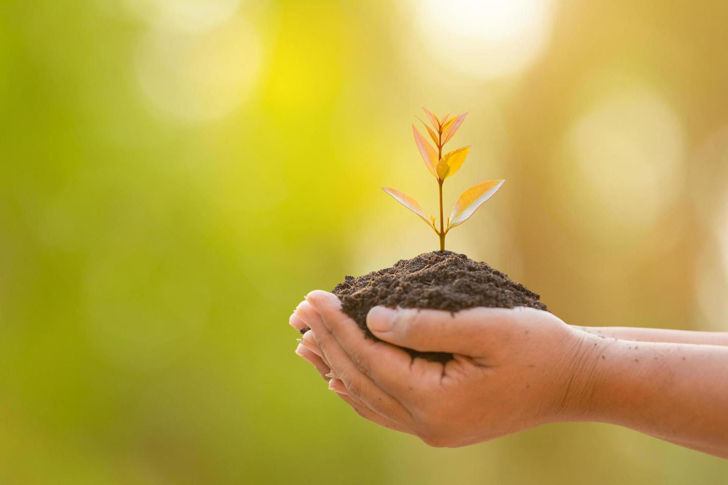 Hand holding tropical tree in soil on green garden blur background. Growth and environment concept photo