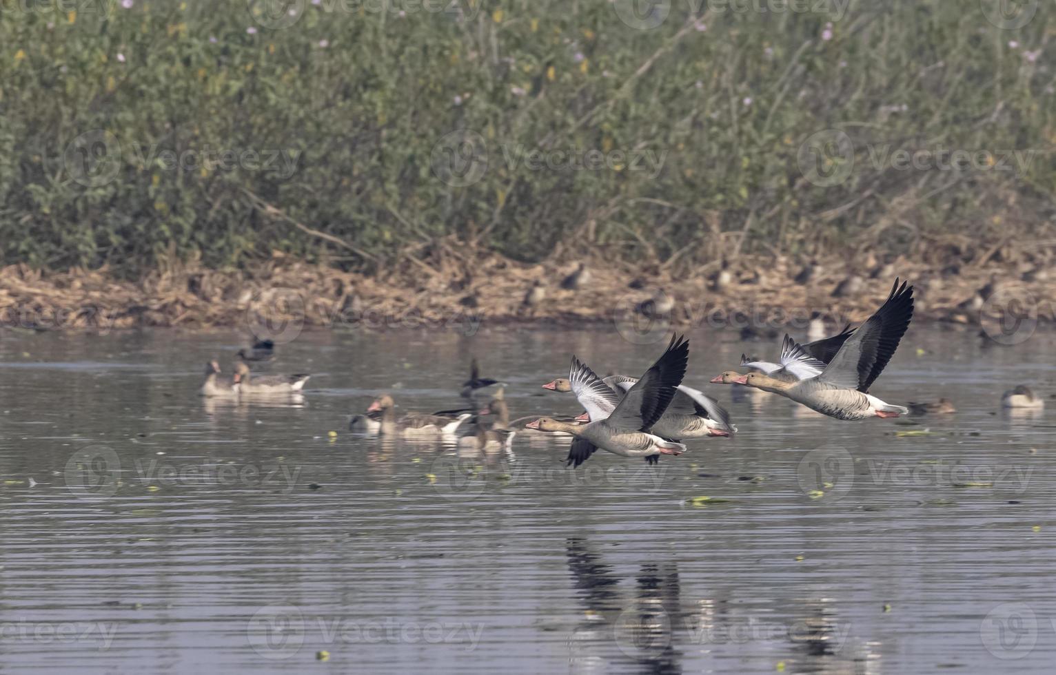 Greylag goose duck  in flight over water body. photo