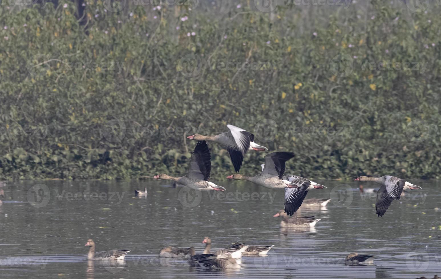 Greylag goose duck  in flight over water body. photo
