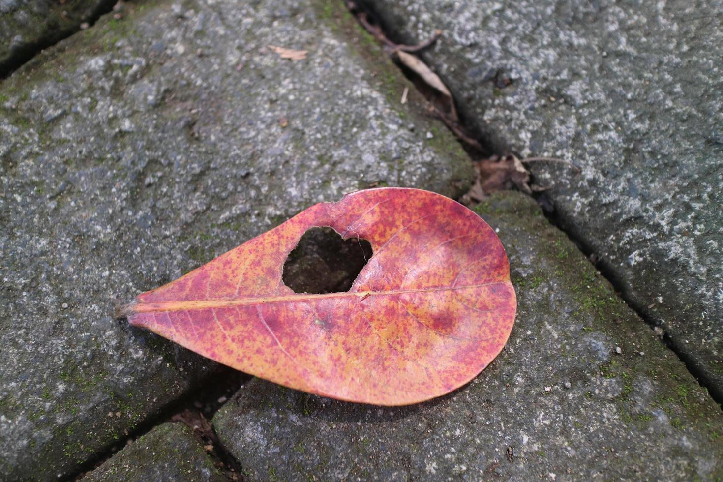 dry ketapang leaves on paving block photo