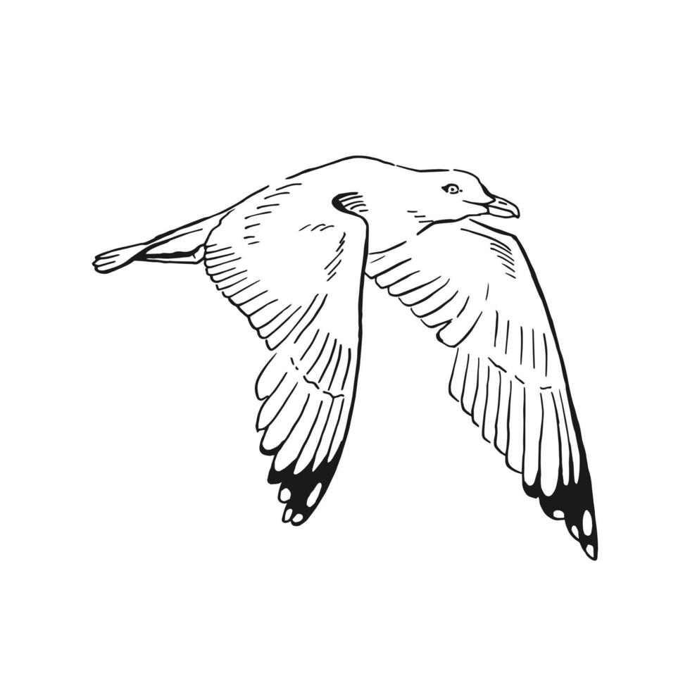 Sketch of flying seagulls. Hand drawn illustration converted to vector. Line art style isolated on white background. vector