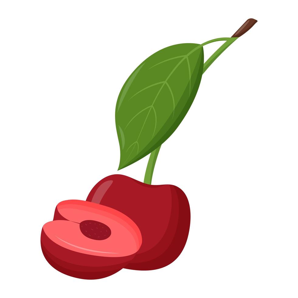 Whole red cherry with green leaf isolated on white background. Flat vector illustration