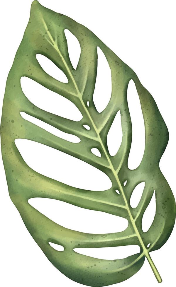 Green tropical monstera leaf. Tropical plant. Hand painted watercolor illustration isolated on white. vector