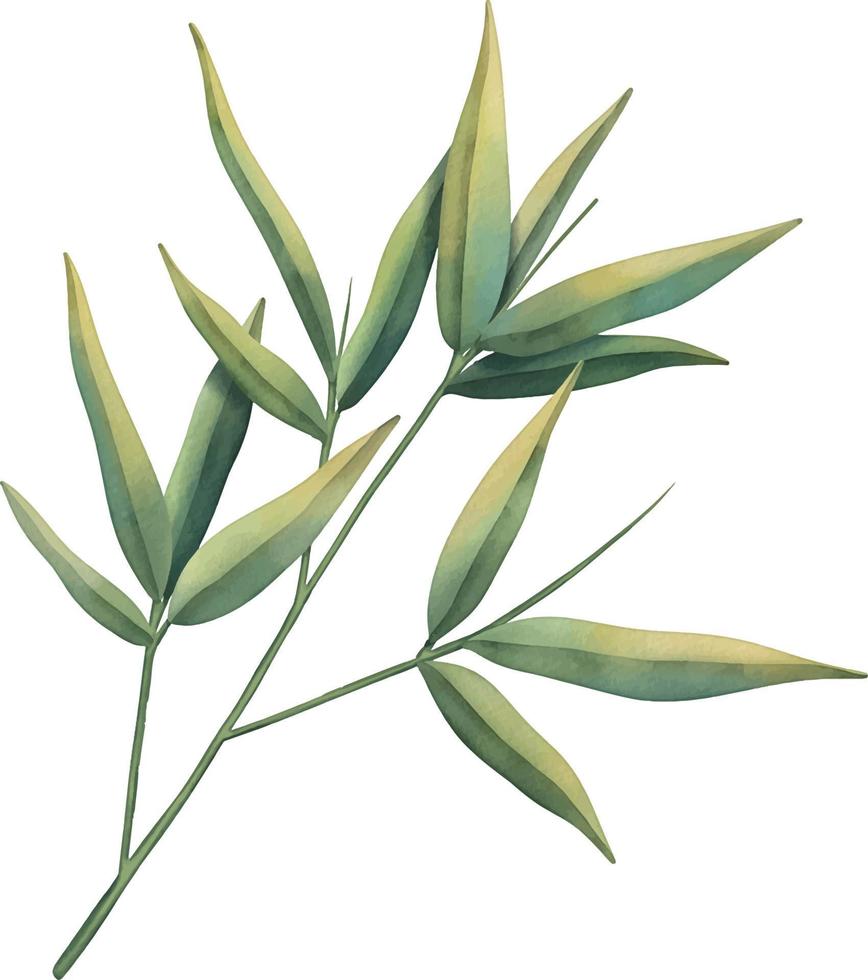 hoja de bambú tropical verde. planta tropical ilustración acuarela pintada a mano aislada en blanco. vector