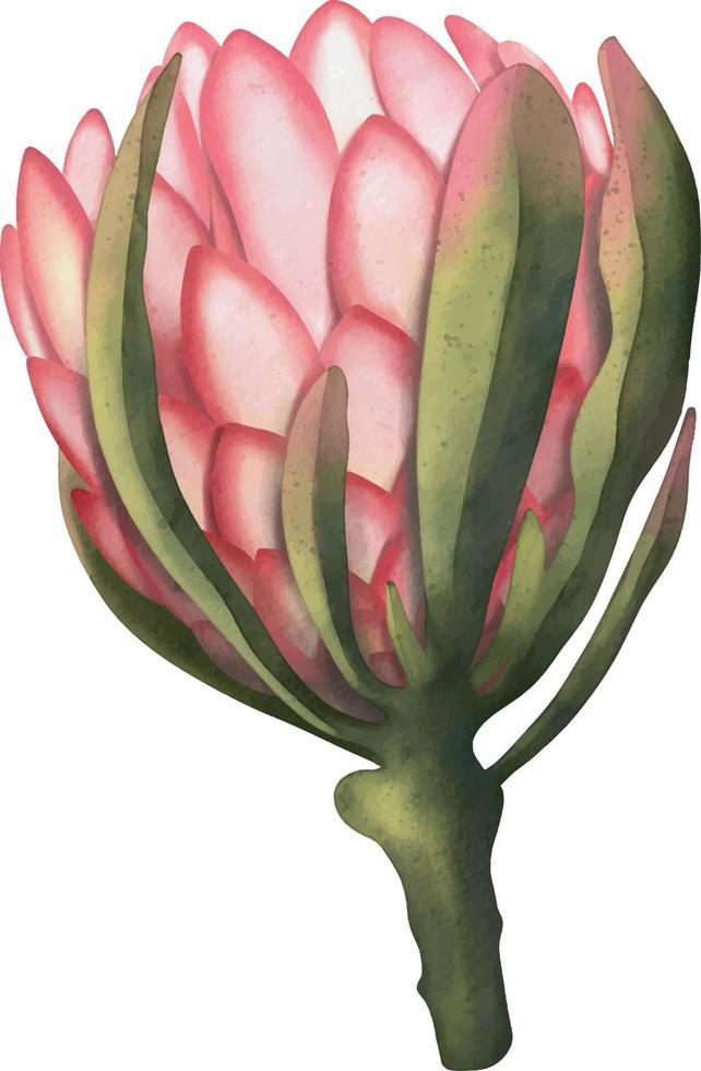 Hand-drawn watercolor illustration of pink protea flower. Exotic tropical and colorful blossom of beautiful flower. Isolated on the white background vector