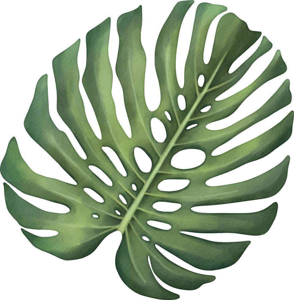 hoja de monstera tropical verde. planta tropical ilustración acuarela pintada a mano aislada en blanco. vector