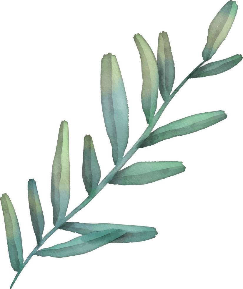 rama verde acuarela con hojas. pintura a mano ilustración floral. hoja, planta aislada sobre fondo blanco. vector