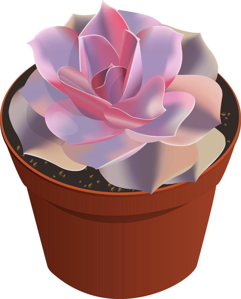 Echeveria succulent vector illustration