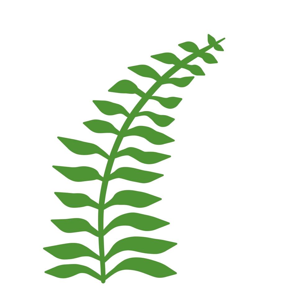 Fern leaf. Element of nature and the forest. Green bracken plant. vector