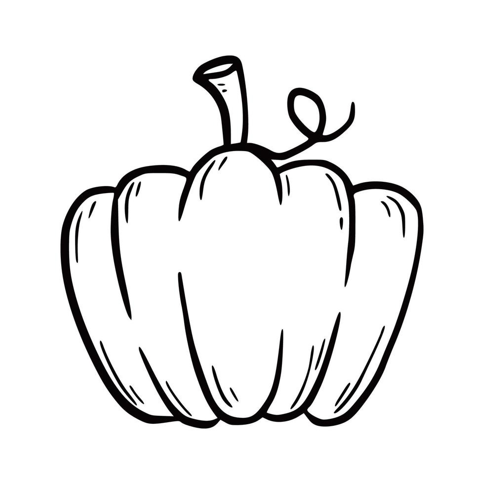 Hand drawn pumpkin. Doodle sketch vector