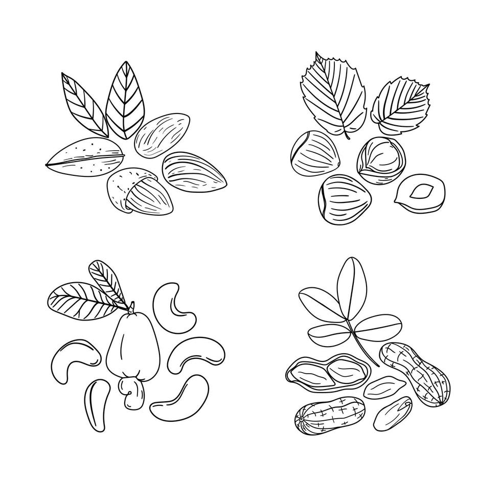 conjunto de nueces blancas y negras dibujadas a mano, incluye almendras, anacardos, avellanas y cacahuetes vector