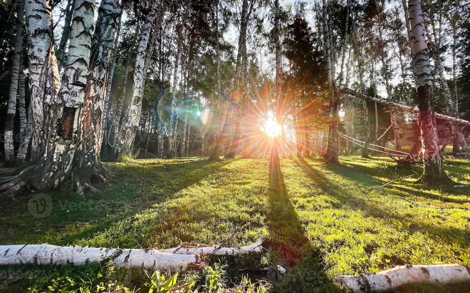 Tree, sunshine, green grass photo