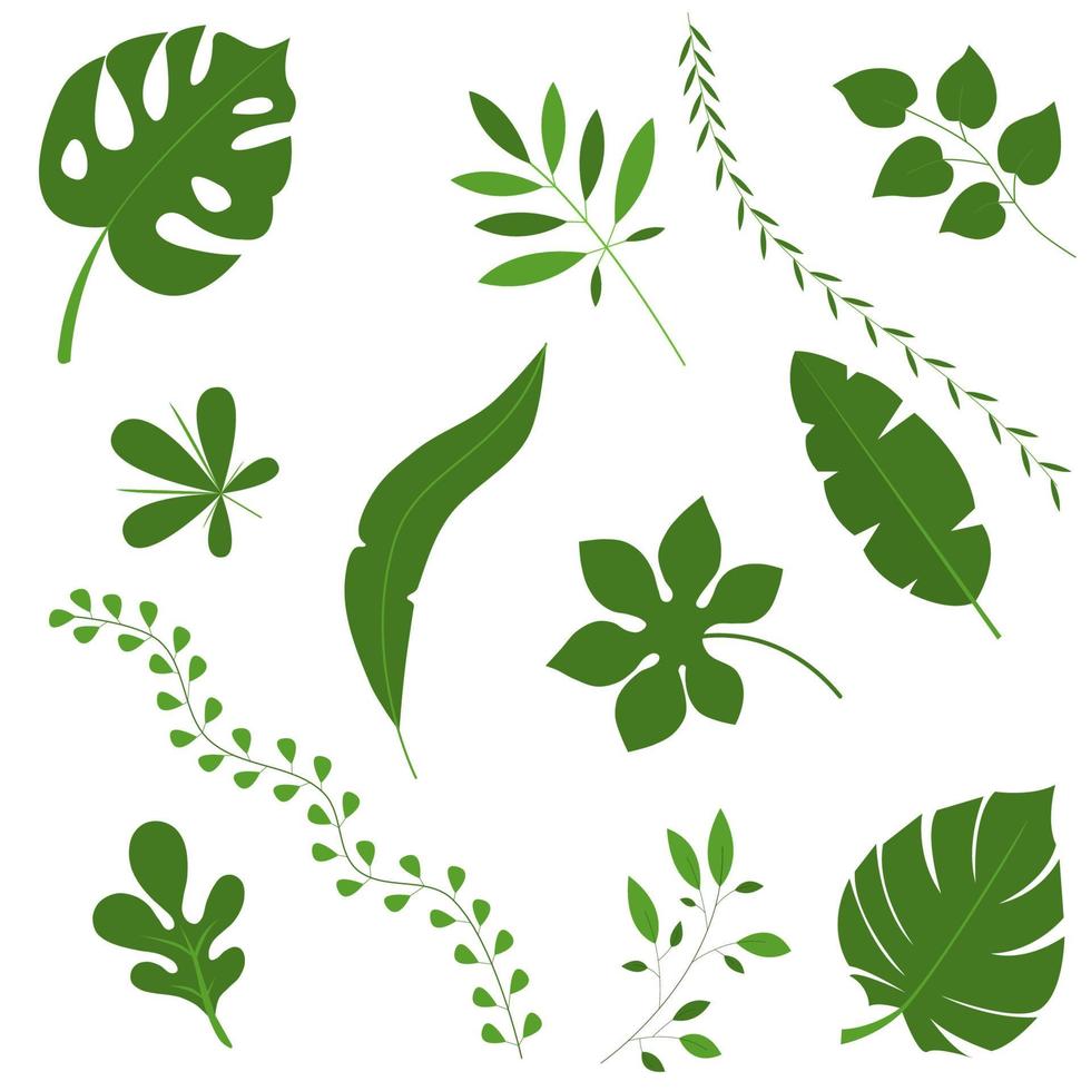 Vector set of green plant leaves. Leaves of banana, oak, palm. Tropical leaves. Monstera